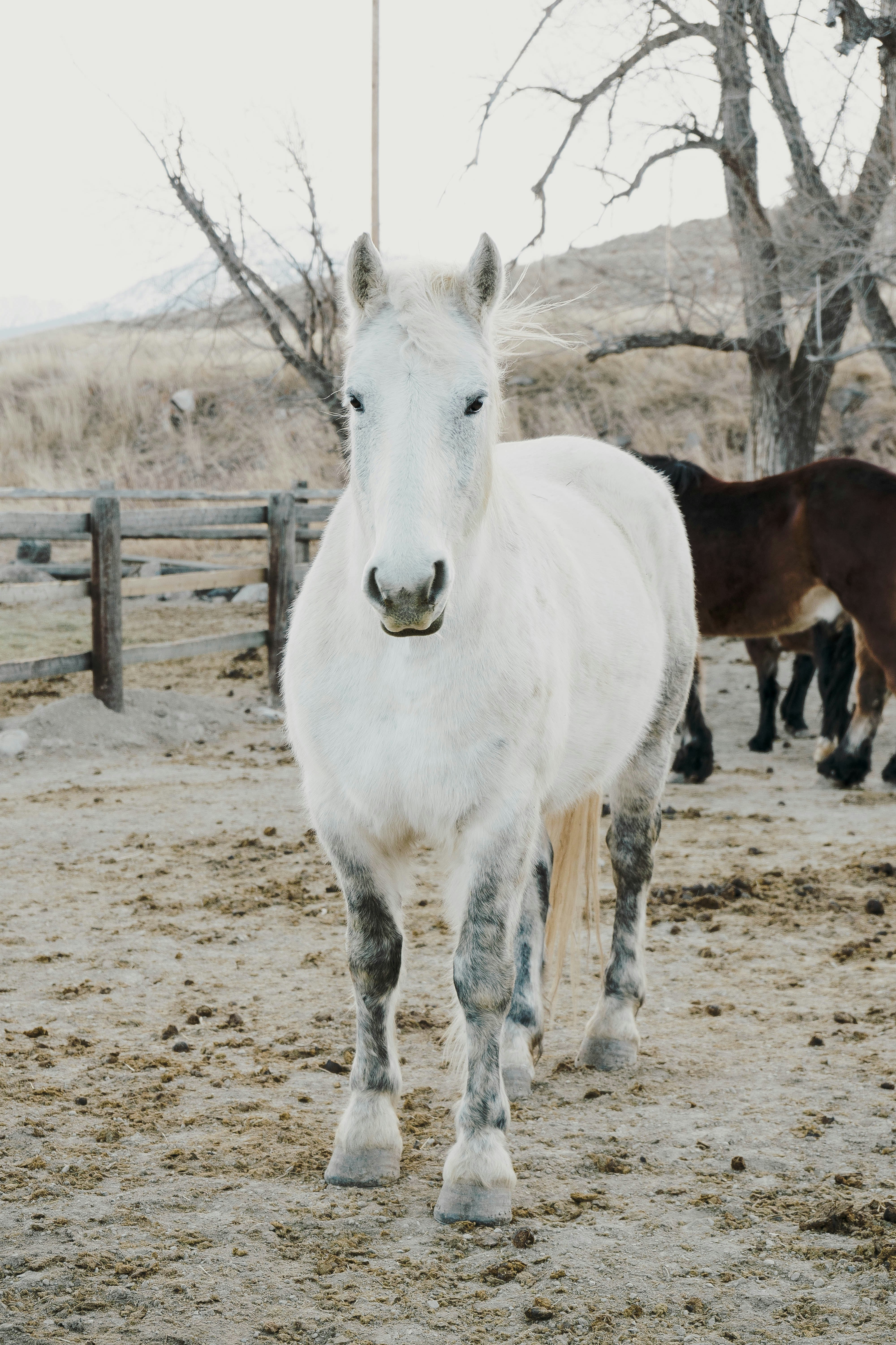 white horse standing on brown field during daytime